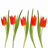 Red Tulip Flower Beauty
