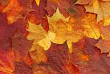 maple leaf background
