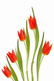  Red Tulip Flowers