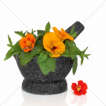 Nasturtian Flower and Mint Herb  