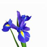Iris Flower Beauty 