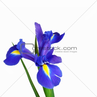 Iris Flower Beauty 