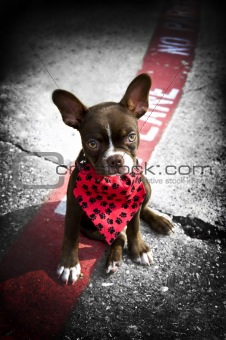 Image of a cute puppy with red bandana