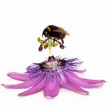 Passion Flower and Bumblebee