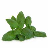 Basil Herb Leaf Sprig