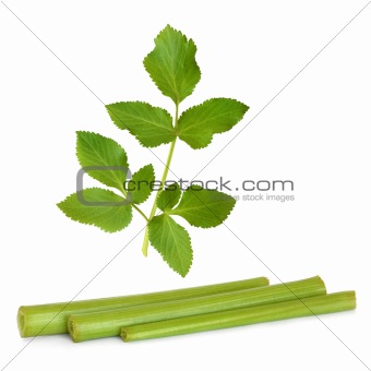 Angelica Herb Leaf and Stems  