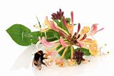 Honeysuckle Flower and Bee