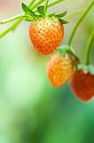 Strawberry fruits on the branch with morning golden sunlight shi