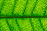 macro shot of a green leaf