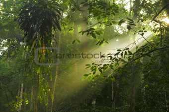 green forest with ray of lights