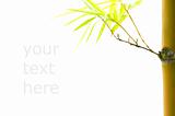 isolated bamboo with copyspace for text purpose and clipping pat