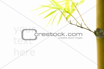 isolated bamboo with copyspace for text purpose and clipping pat