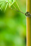 bamboo with plenty of green copyspace for background purpose