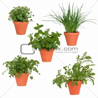 Herbs in Pots