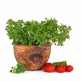 Basil Herb and Tomatoes