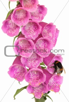 Bee and Foxglove Flower