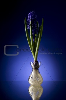 purple hyacinth in a pot on a blue background