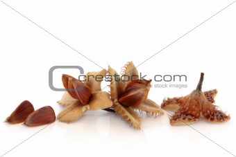 Beech Nuts