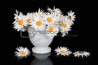 Daisy Flower Beauty