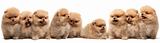 Nine pomeranian spitz puppy