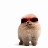 Pomeranian spitz in red sunglasses