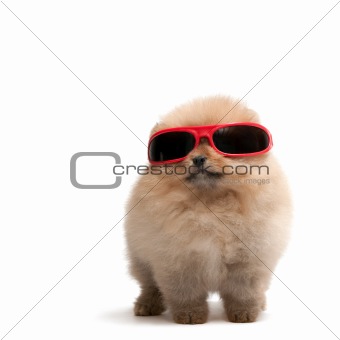 Pomeranian spitz in red sunglasses