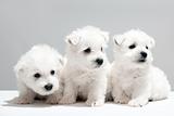 Three white puppies resting together