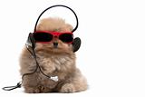 Pomeranian spitz in red sunglasses and headphones