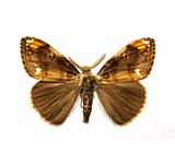 butterfly - Scarce Vapourer