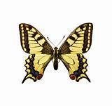 moth - Swallowtail British Race