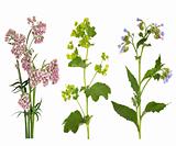 Medicinal Herbs in Flower