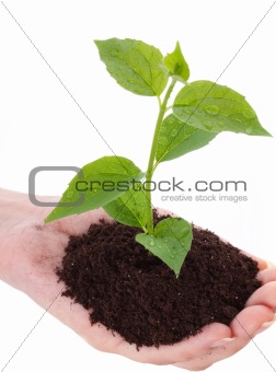  Growing green plant in a hand isolated on white background