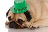 fawn pug wearing st patricks day hat on white background