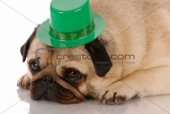 fawn pug wearing st patricks day hat on white background