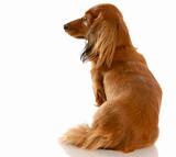long haired miniature dachshund sitting down with back to viewer