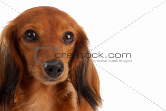 miniature long haired dachshund head portrait - on white background