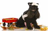 american cocker spaniel dressed up as a cow in autumn setting
