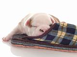 three week old english bulldog puppy curled up with a plaid slipper