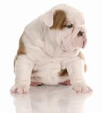 four week old english bulldog puppy sitting with reflection on white background