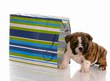 adorable english bulldog puppy sitting beside a colorful gift bag