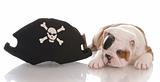 english bulldog puppy dressed up like a pirate
