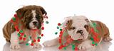 two english bulldog puppies wearing cute christmas scarves