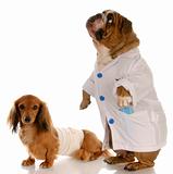 english bulldog doctor or vet with wounded dachshund