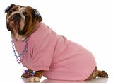 female english bulldog wearing pink clothing and jewellery