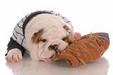 sports fan - english bulldog puppy wearing jersey chewing on baseball glove