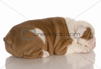 eight week old english bulldog puppy pouting with reflection on white background