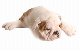 eight week old english bulldog puppy hanging over white foreground
