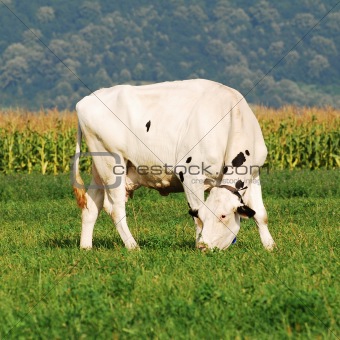 holstein cow grazing 
