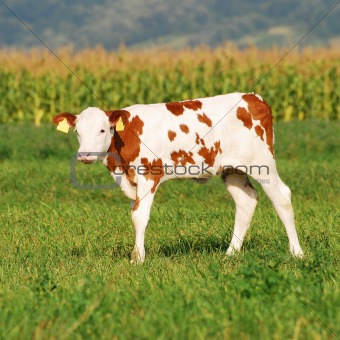 cute baby cow in summer