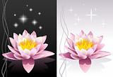 Vector lotus flower zen illustration